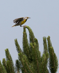 Eastern Meadowlark 0876